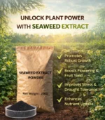 Seaweed Extract Powder - Image 3